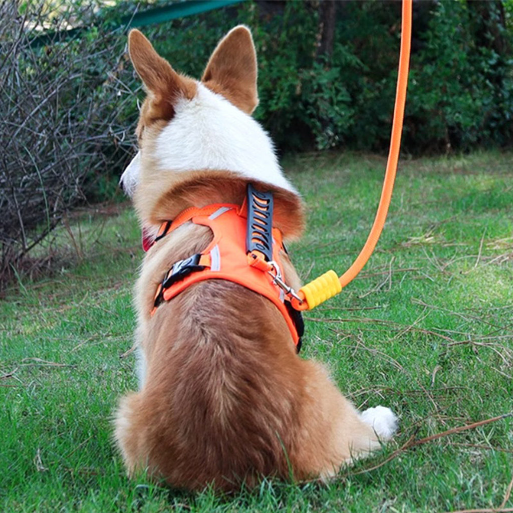 Dog Leash