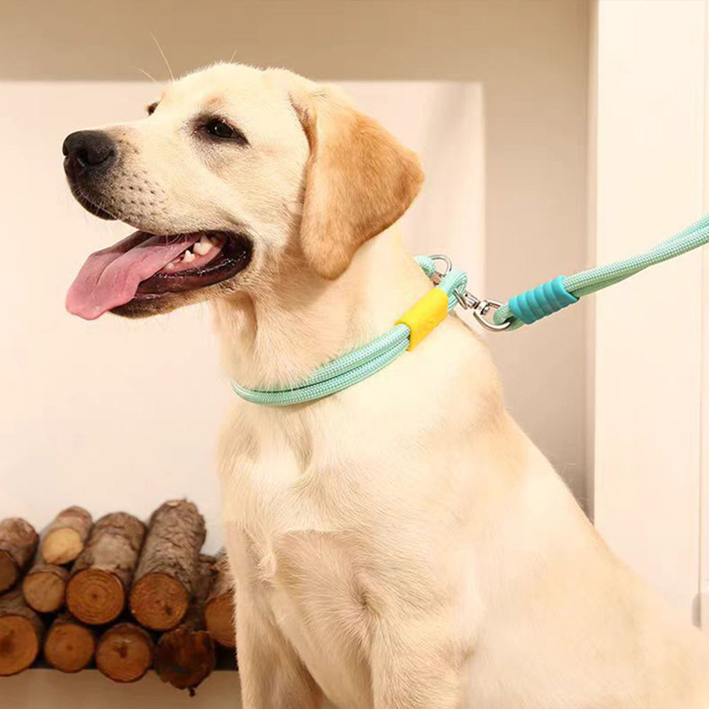 Dog Leash